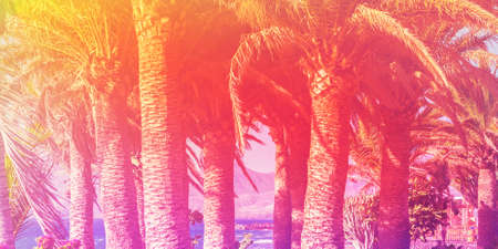 Neon colors toned photos of the palm trees,pink purple yellow, long photo or banner, selective focus
