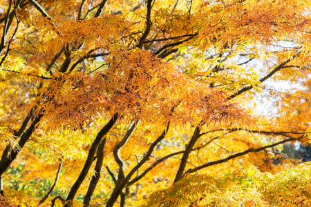 Beautiful british autumn, colorful landscape in yellow, trees and leaves, selective focus