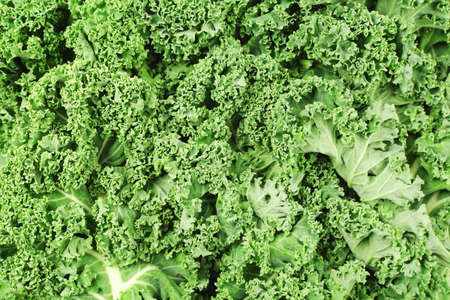 Green curly kale background close up, top view, selective focusの写真素材
