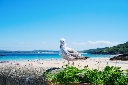 Seagull close up in St Ives, beach with white sand, blue sea and blurred people on background. West Cornwall South West England, selective focus on birdの写真素材