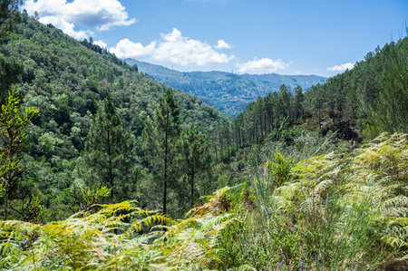 Landscapes of Peneda Geres National Park, North Portugal, view of the mountains, trees, selective focusの写真素材