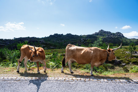 Cows walking along the road in Peneda Geres National Park, Northern Portugal.の写真素材