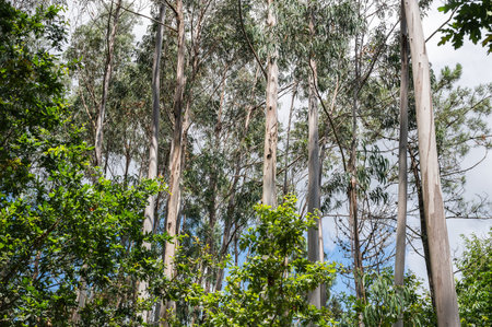 Eucalyptus forest in Northern Portugal, view of the treesの写真素材