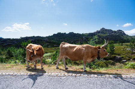 Cows walking along the road in Peneda Geres National Park, Northern Portugal.の写真素材