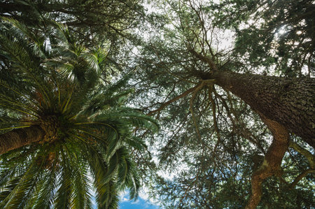 Palm tree and pin background, looking up from the ground, selective focusの写真素材
