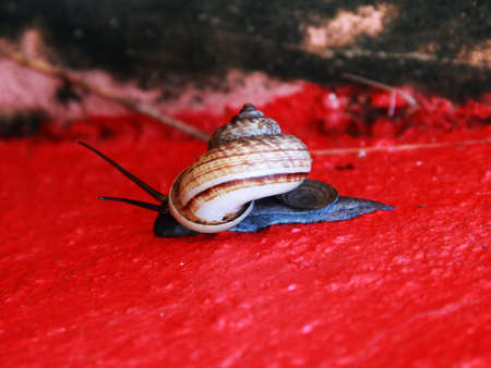 Thai Snail.の写真素材