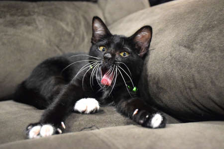 Beautiful black and white cat yawning on sofa 0863の写真素材
