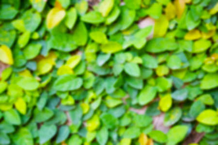Nature green blurry boken leave backgroundの写真素材