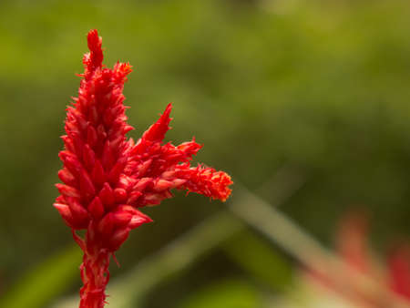 red flower の写真素材