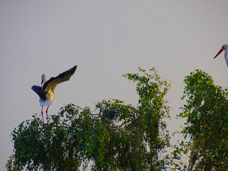 three storks on tops of birches