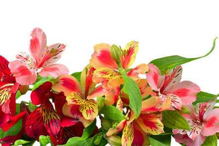 Fresh freesia flowerの写真素材