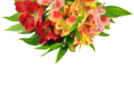 Alstroemeria bouquet isolatedの写真素材
