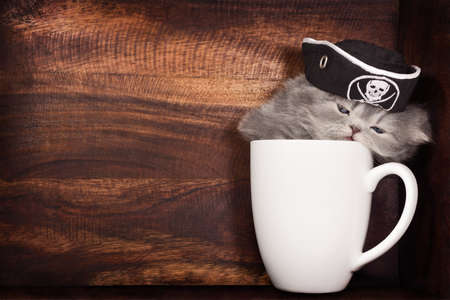 kitten in a cup in a pirate hatの写真素材