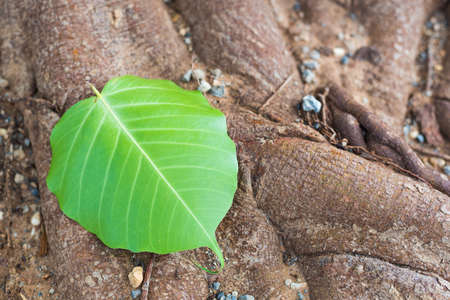 The picture of a fresh green leaf at the base of a large tree.の写真素材