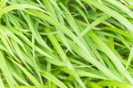 The lush grass is a clump of bushes . Leaves rustle the wind(soft focus)