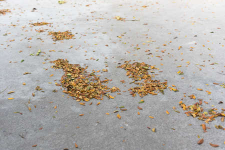 Fallen leaves fall on the concrete floor.の写真素材