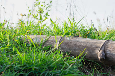 The picture of a bamboo piece laid on a green meadow during the evening of the day. The light of the sun shone gently through the meadow.の写真素材
