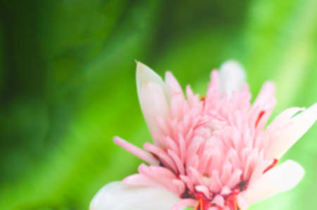Blurred images of flowers with natural beauty, petals of flowers are pink, and stamens are red.の写真素材