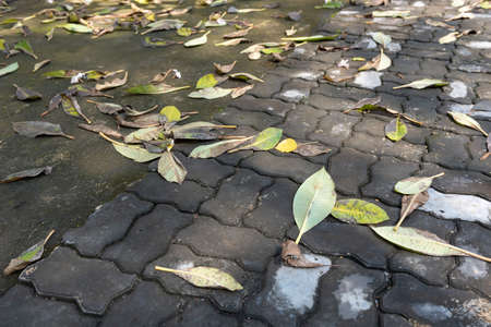 The leaves that have fallen on the ground over timeの写真素材