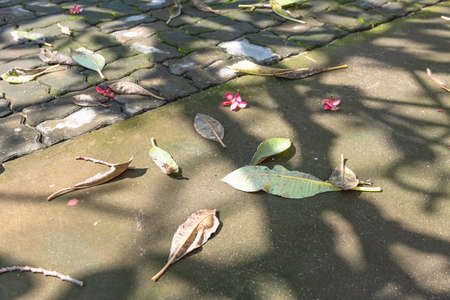 The leaves that have fallen on the ground over time
