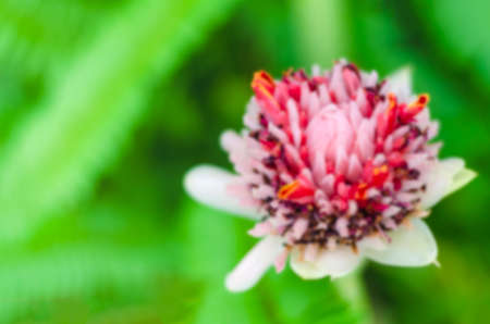 Blurred images of flowers with natural beauty, petals of flowers are pink, and stamens are red.の写真素材