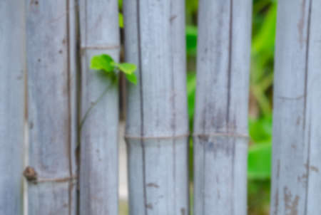 The blurred of the fence made of wood material, this fence line is made of bamboo which has undergone the drying process.の写真素材