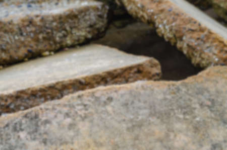 A blurred picture of a rocky reef along the beach that has many shellfish remains.
