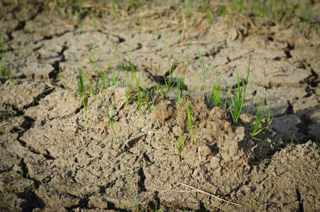 The surface image of topsoils in agricultural plots, the surface looks arid, even during the rainy season. There is only grass that can grow in all environments.の写真素材