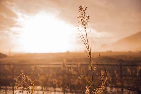 Plants at sunset on beach by the seaの写真素材