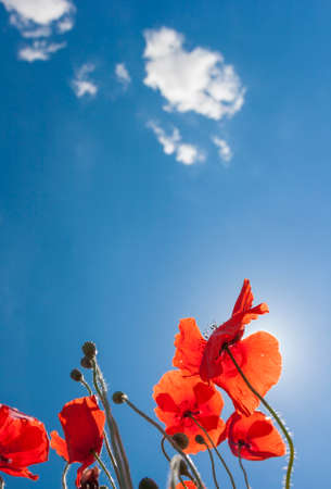 Downview of backlight poppies の写真素材
