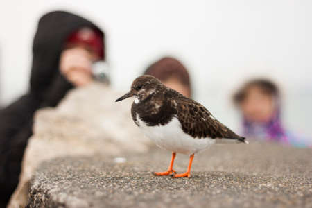 Shorebird in the foreground and some peopleの写真素材