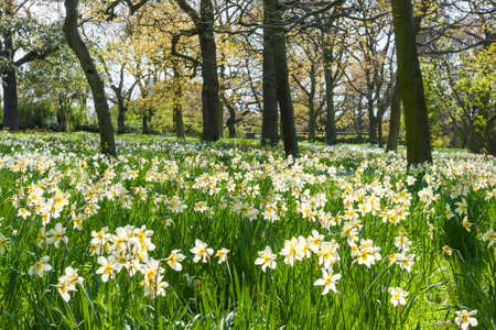 Beautiful landscape with white flowers in the forestの写真素材