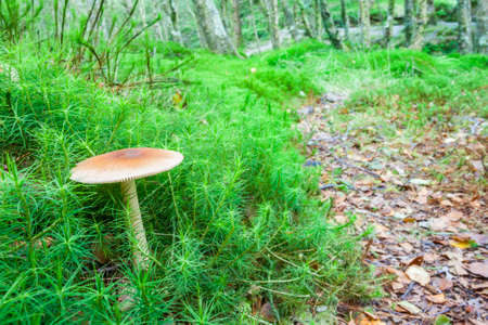 Close-up of a fresh mushroom in the forestの写真素材