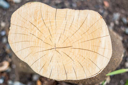 Closeup of trunk section of orange treeの写真素材