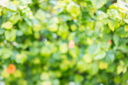 Defocused bokeh green leaves. Spring season background