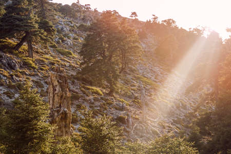 Old tree trunk at the mountain with sunbeamの写真素材