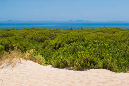 Golden brown dune of sand with plantの写真素材