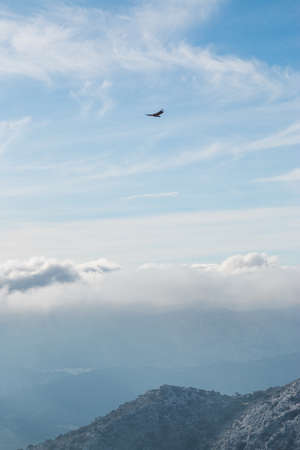 Beautiful view on wild vulture flying above mountains. Copy spaceの写真素材