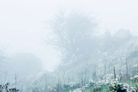 Landscape of trees on hill slope in fogの写真素材