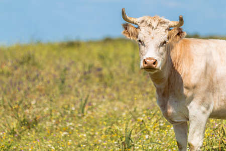Beautiful cow with horns standing on green field grass with wildflowers under blue sky in sunlightの写真素材