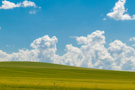 Amazing bright landscape with green endless field and fluffy white clouds in blue skyの写真素材