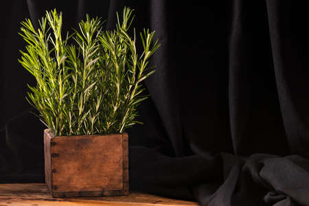 Rosemary growing in square wooden pot on dark tissue backgroundの写真素材