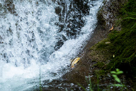 From above small fish jumping a cascade upstream in clear river water at rockの写真素材