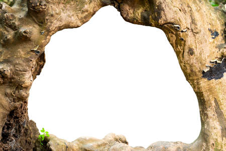 Close-up big hole in the trunk with white backgroundの写真素材