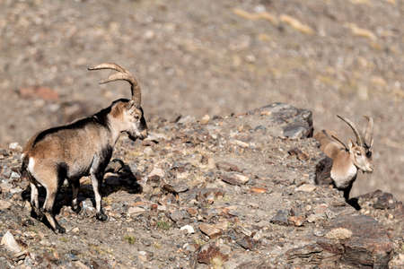 Two adorable goats standing on stony terrain on sunny day in mountains