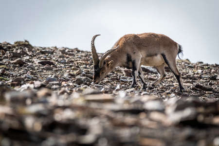 An adorable goat standing on stony terrain on sunny day in mountainsの写真素材