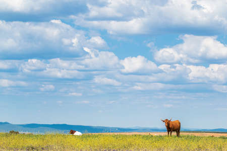 Amazing landscape of green grass with grazing cows on background of blue sky with cloudsの写真素材