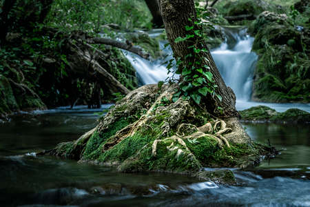 Small tree growing in river with falling small cascadeÂ in long exposure on backgroundの写真素材