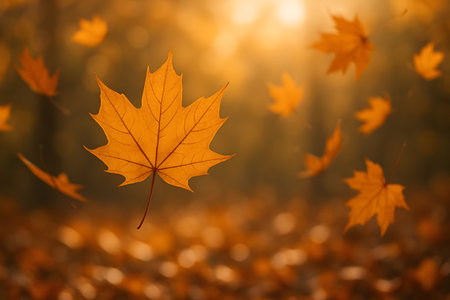 Autumn maple leaf in the forest. Beautiful nature background. Selective focusの素材
