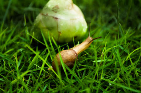 Curious snail and fruit